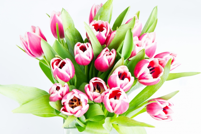 5276266-pink-tulip-flowers